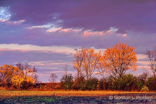 Autumn Trees At Sunrise_29935.jpg - Photographed near Kilmarnock, Ontario, Canada.